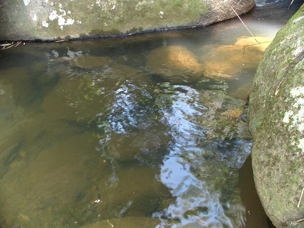 Ytororo O Som Das Aguas باراتي المظهر الخارجي الصورة